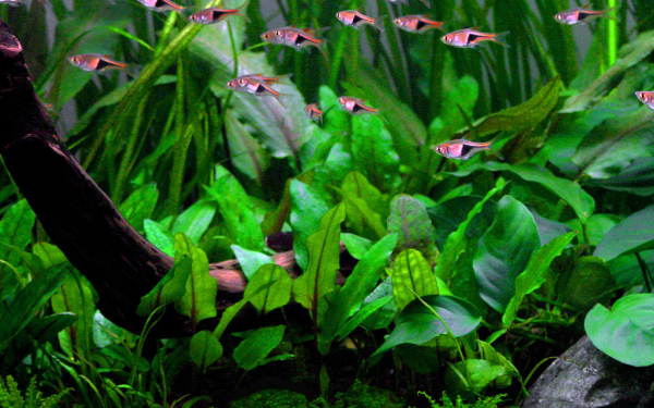 Cryptocoryne wendtii 'Green' - Wendts Wasserkelch 'Green' 1-2-Grow!